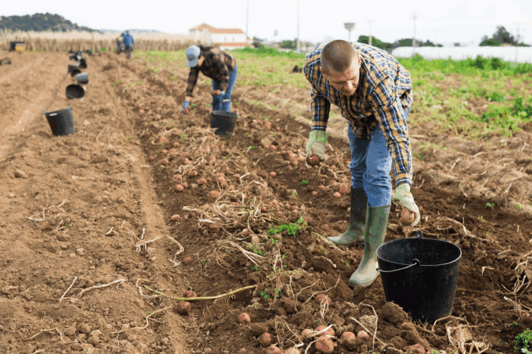 特朗普政策重創美國農業，農民面臨破產危機