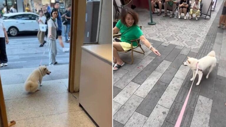 蘇州「為食狗」爆紅！麵包店前耍賴成網紅，萌翻百萬網民