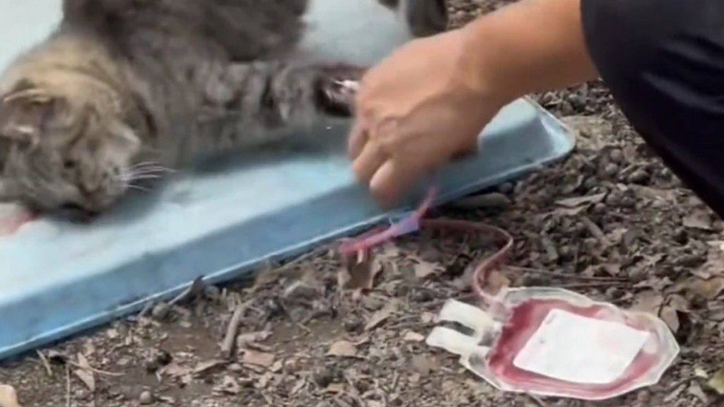 網絡揭秘「血貓」產業鏈:貓咪淪為血奴?