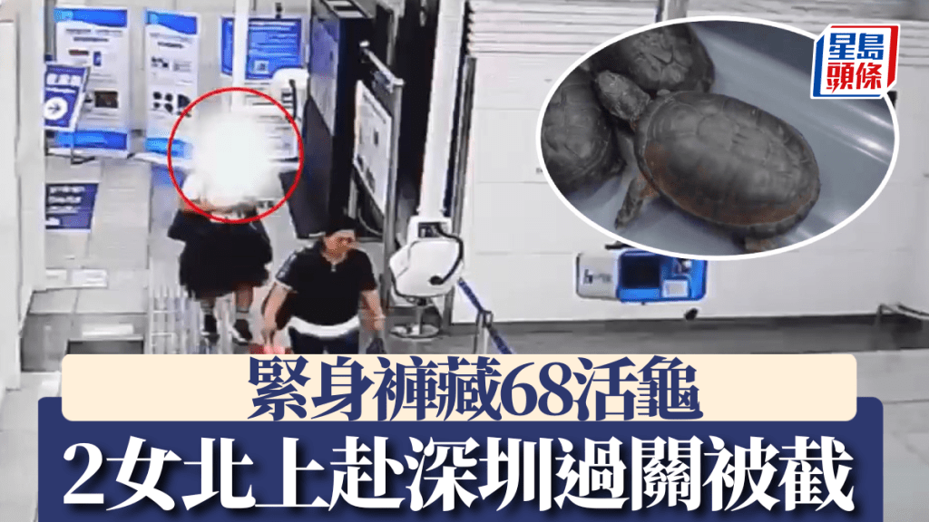 誇張!兩女緊身褲藏68隻活龜闖關深圳,文錦渡口岸上演驚人一幕!