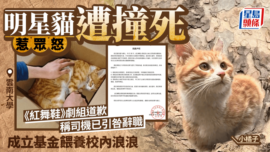雲南大學明星貓遭劇組車撞死,引發眾怒!劇組公開道歉並承擔責任