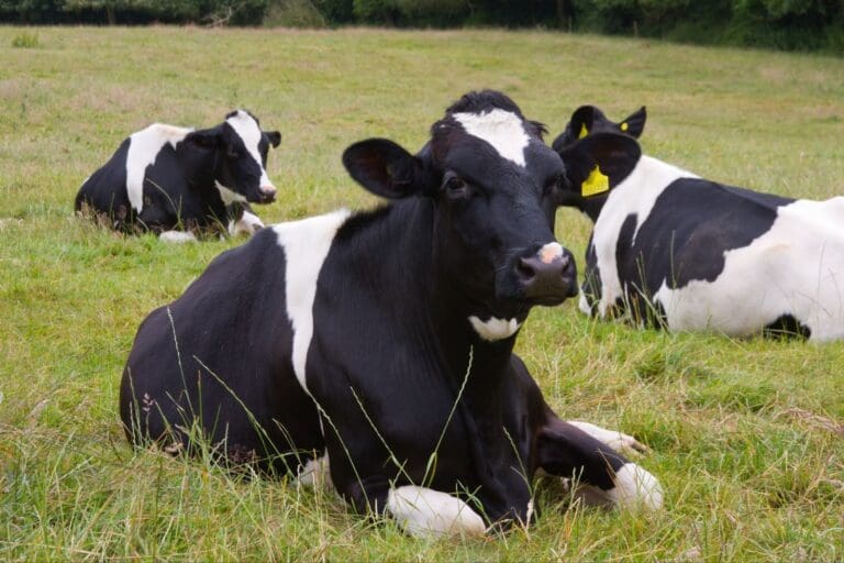 英國農場奇景：爵士樂團為乳牛現場演奏，牠們的反應出乎意料