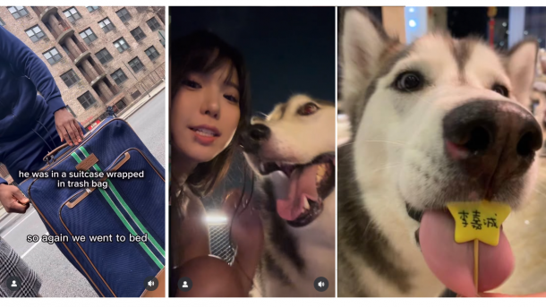 華裔女子出國托網紅友管愛犬 返還時竟已變腐屍 華裔女子出國托網紅友管愛犬 返還時竟已變腐屍