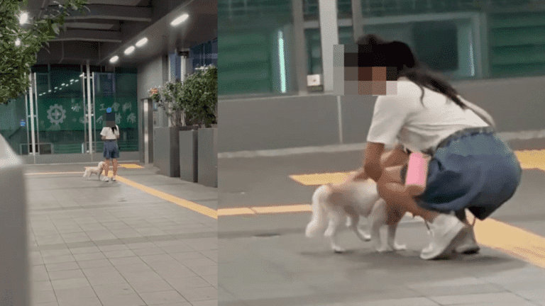 旺角道天橋驚現虐狗事件，女子當眾施暴被捕