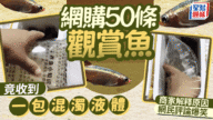 網購觀賞魚變「魚湯」?遼寧苦主:兇手竟是呢樣嘢! 網購觀賞魚變「魚湯」?遼寧苦主:兇手竟是呢樣嘢!