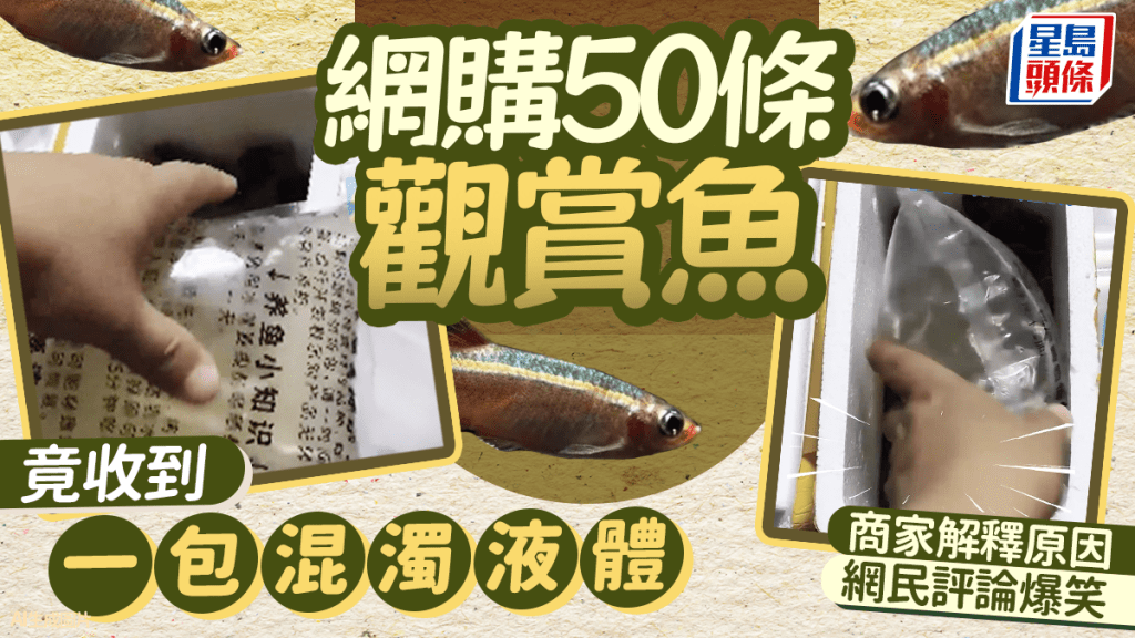 網購觀賞魚變「魚湯」?遼寧苦主:兇手竟是呢樣嘢!