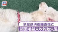 離奇！羊駝洗澡後暴斃，疑吹毛不乾成致命傷