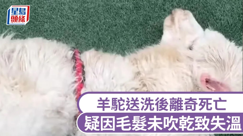 離奇!羊駝洗澡後暴斃,疑吹毛不乾成致命傷