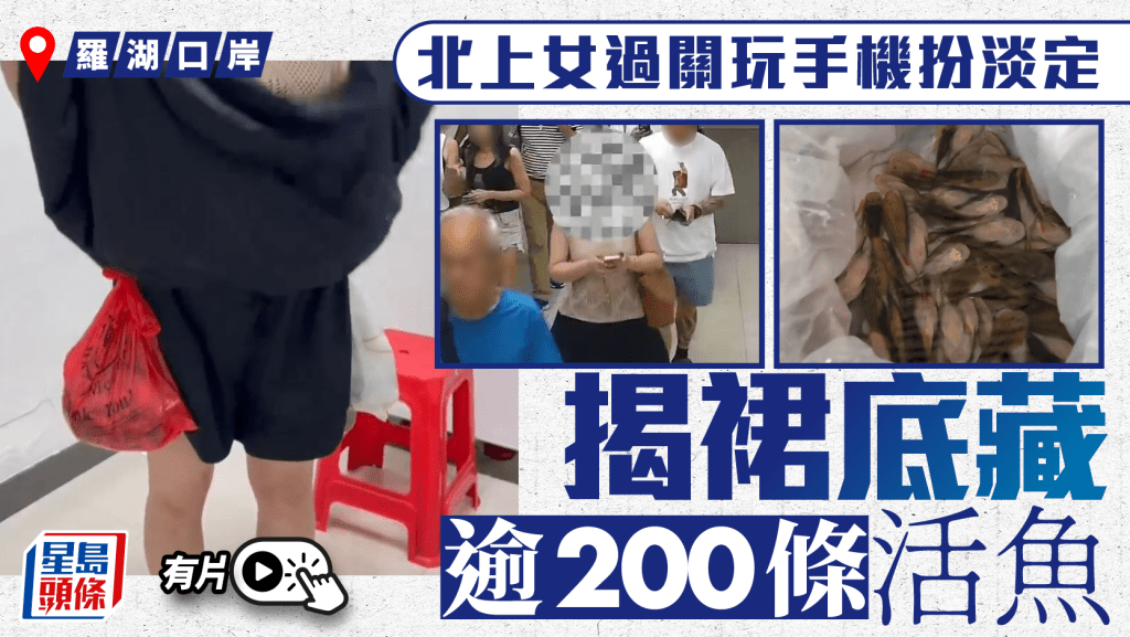 羅湖口岸奇案:女子裙底藏229條活魚闖關,海關人員當場傻眼! 羅湖口岸奇案:女子裙底藏229條活魚闖關,海關人員當場傻眼!