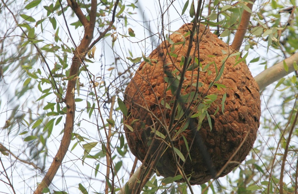 攞命蜂窩:七人摘蜂窩一死,同行者判賠2.2萬! 攞命蜂窩:七人摘蜂窩一死,同行者判賠2.2萬!