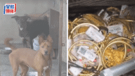離奇!湖南賊仔偷金留低手機,靠狗吠聲破案? 離奇!湖南賊仔偷金留低手機,靠狗吠聲破案?