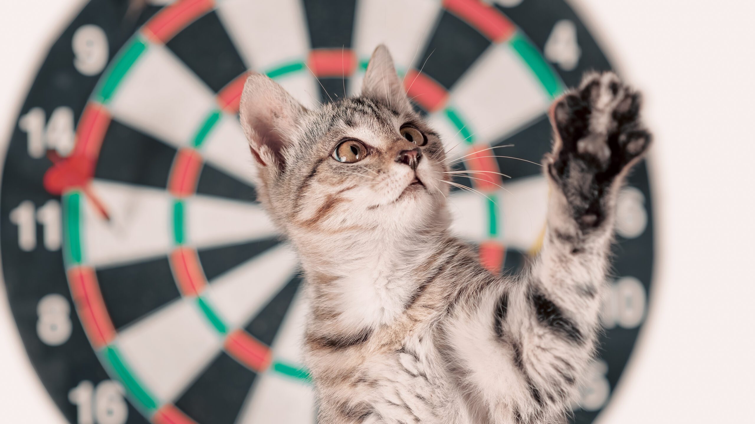 立陶宛國會激辯!一隻貓竟能決定國家廣播台長去留? 立陶宛國會激辯!一隻貓竟能決定國家廣播台長去留?