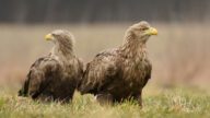 英國白尾海鵰復育遇挫!三隻猛禽神秘消失,警方懸賞緝兇 英國白尾海鵰復育遇挫!三隻猛禽神秘消失,警方懸賞緝兇