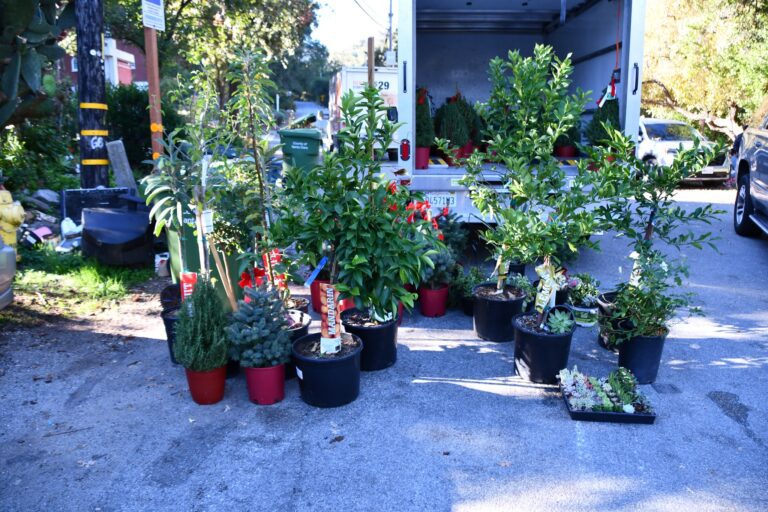 南灣破獲盜竊集團 專偷綠植三人落網