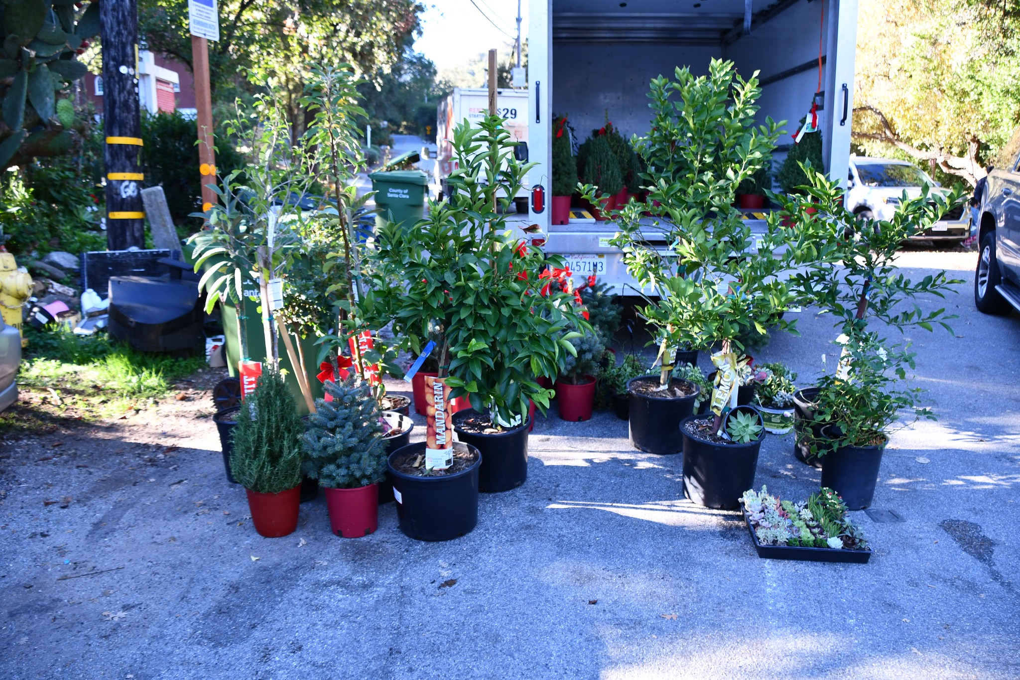 南灣破獲盜竊集團 專偷綠植三人落網 南灣破獲盜竊集團 專偷綠植三人落網