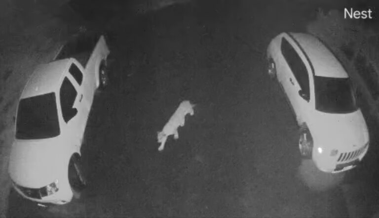 山獅現身門外車道 加州父子驚喜不已