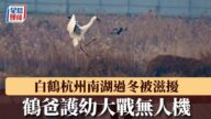 白鶴護幼怒戰無人機！杭州南湖上演驚險一幕，鶴爸一腳KO入侵者