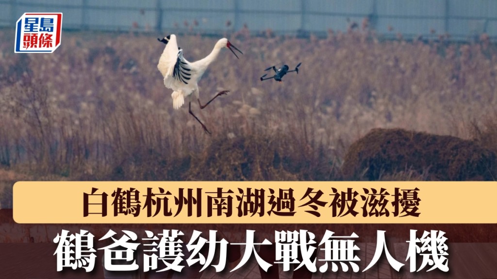 白鶴護幼怒戰無人機！杭州南湖上演驚險一幕，鶴爸一腳KO入侵者