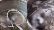 聖誕早餐變驚嚇！廣西食客加湯撈出死老鼠 涉事店舖即時停業