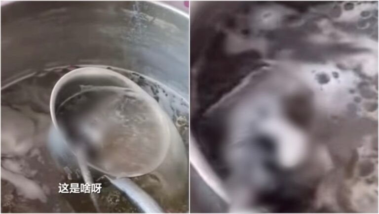 聖誕早餐變驚嚇！廣西食客加湯撈出死老鼠 涉事店舖即時停業