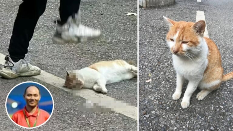 湖南教師當眾踩死校貓 教育局緊急停職調查