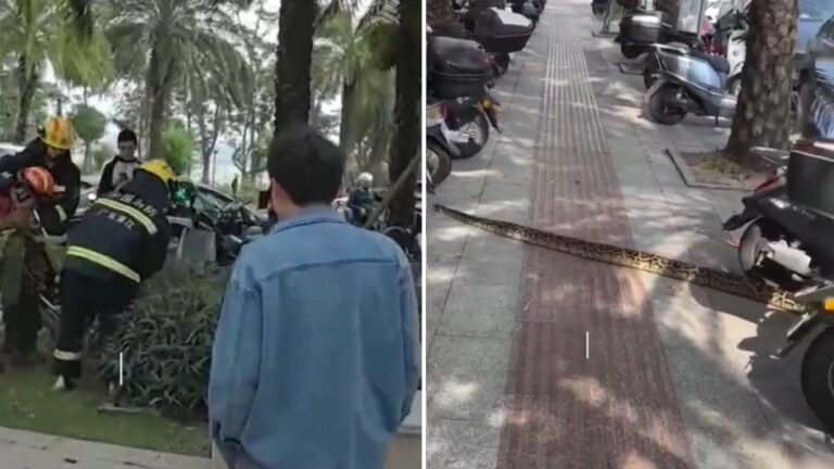 湛江街頭驚現兩米巨蟒！消防員到場迅速制服