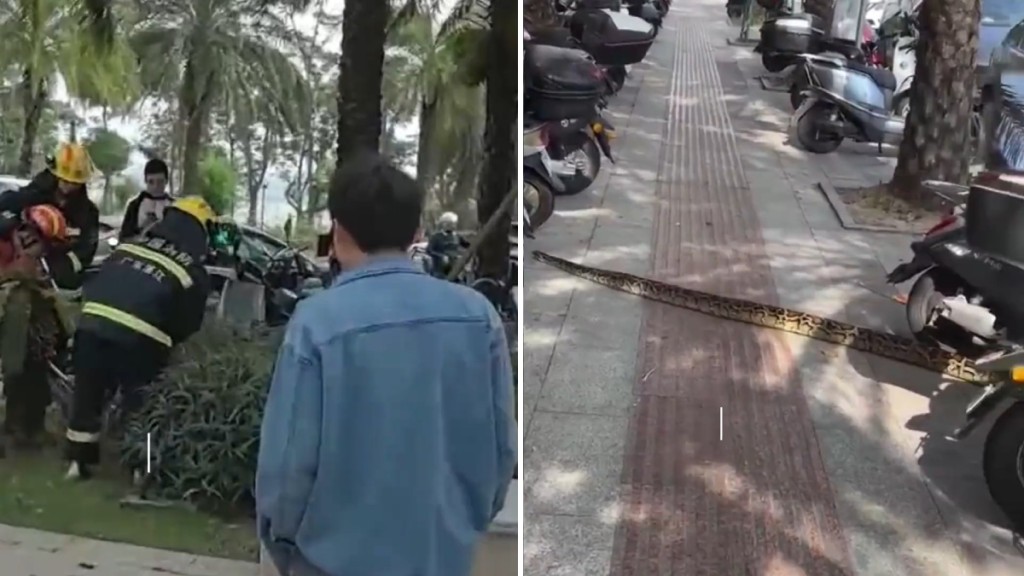 湛江街頭驚現兩米巨蟒！消防員到場迅速制服