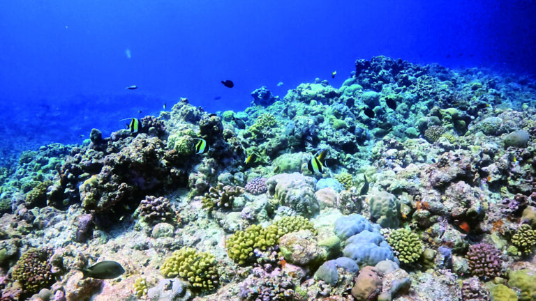 自然資源部調查黃岩島生態