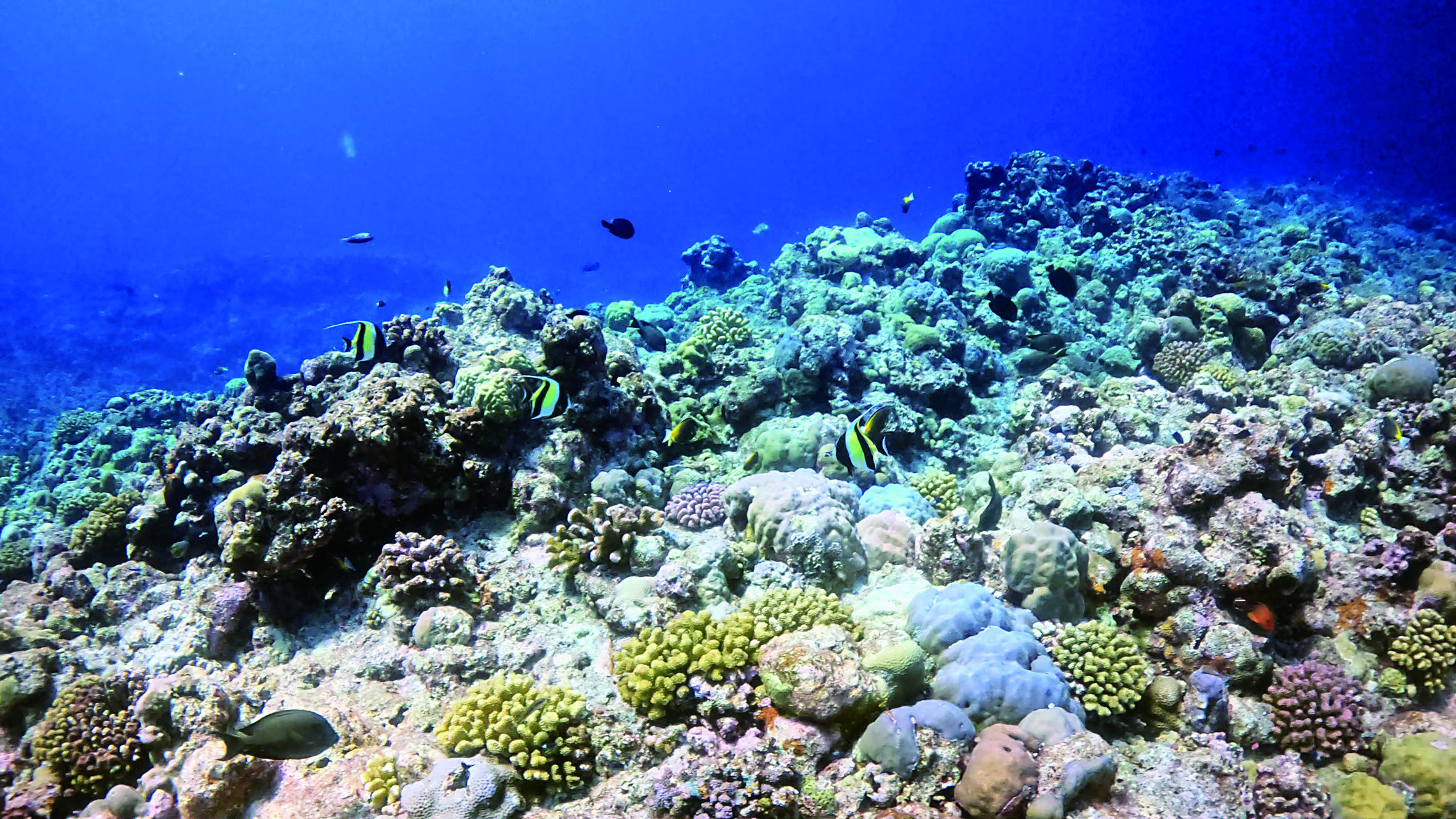 黃岩島海域珊瑚礁一隅。資料圖片