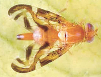 洛縣發現加勒比果蠅促居民防範 洛縣發現加勒比果蠅促居民防範