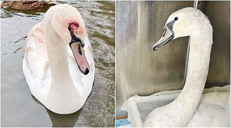 展望公園兩小天鵝受傷 疑遭未拴繩狗攻擊