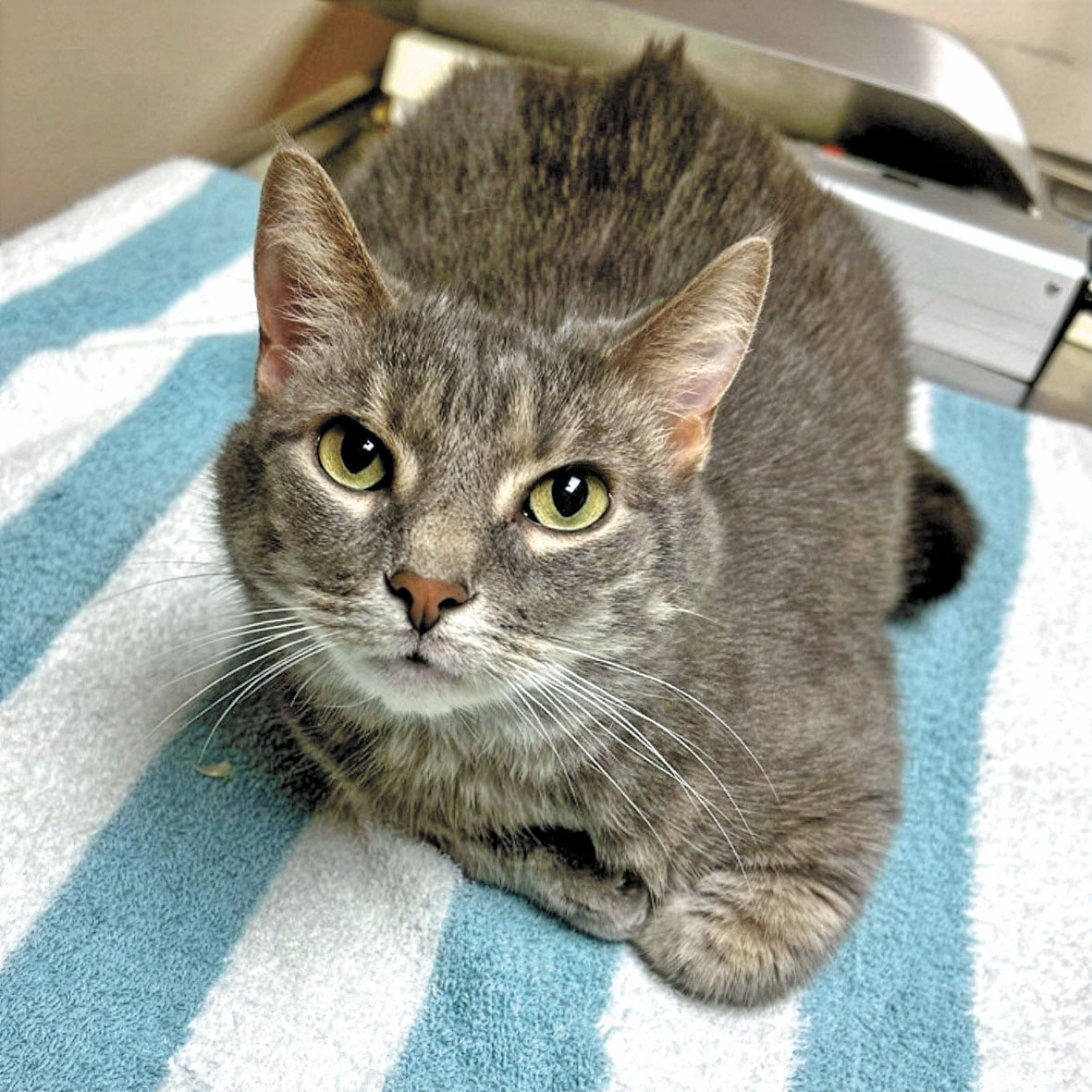 10歲的Brenda等候領養。 東灣愛護動物協會/灣區城市新聞社