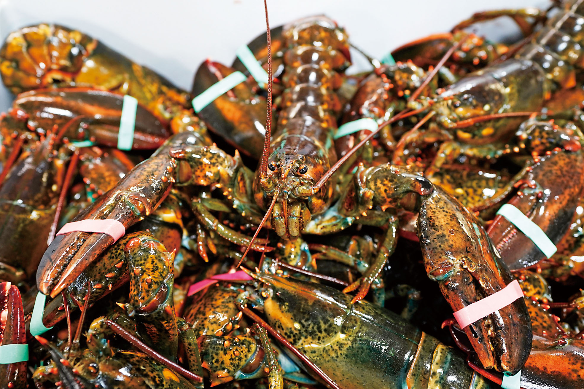 一批價值40萬元的龍蝦運往Costco途中被劫。美聯社資料圖片