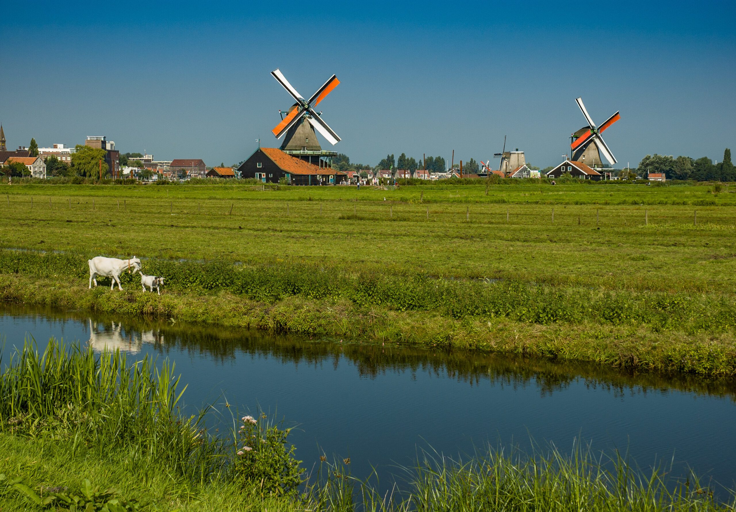 荷蘭山羊養殖場爆健康危機，六成農場緊鄰學校與護理中心