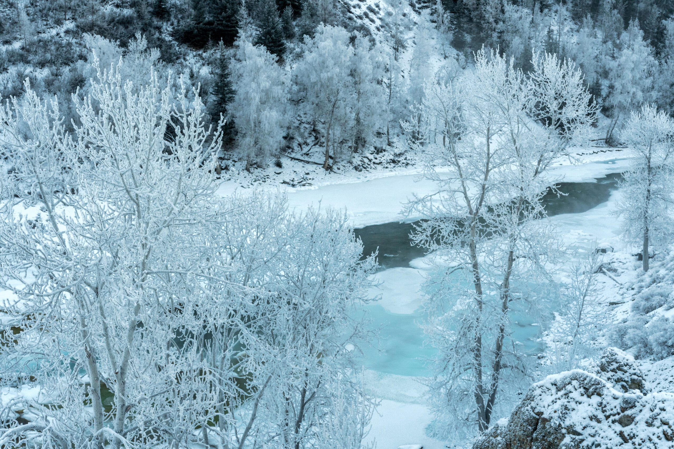 極寒天氣樹木會爆炸?美國中西部瘋傳 專家揭罕見真相 極寒天氣樹木會爆炸?美國中西部瘋傳 專家揭罕見真相
