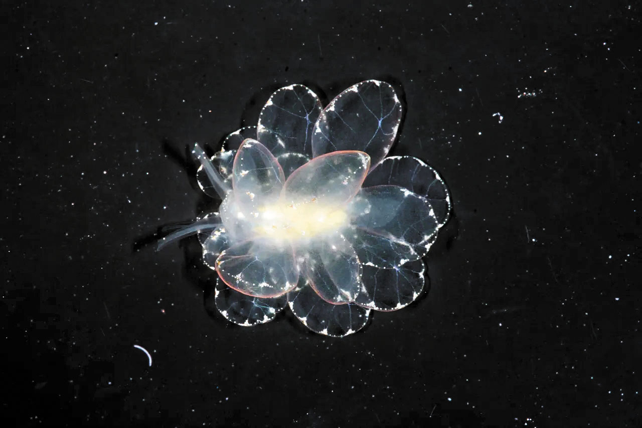 加州科學家去年發現72個新物種 加州科學家去年發現72個新物種