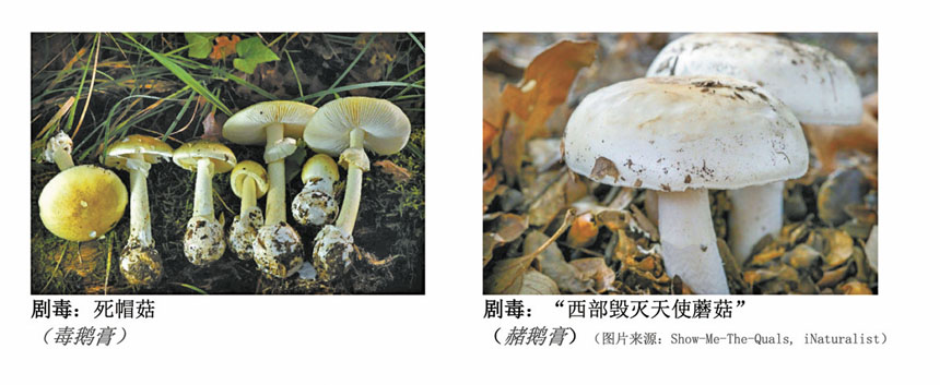 加州衛生官員對一宗死亡帽蘑菇(Amanita phalloides)相關的致命中毒事件發出警報。加州公共衛生局