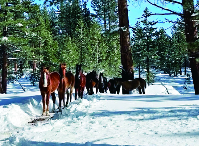 野馬群受困雪中活活餓死   原住民批聯邦救援行動慢