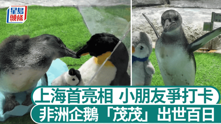 上海本土繁育非洲企鵝「茂茂」元旦首亮相 出世百天萌翻全場