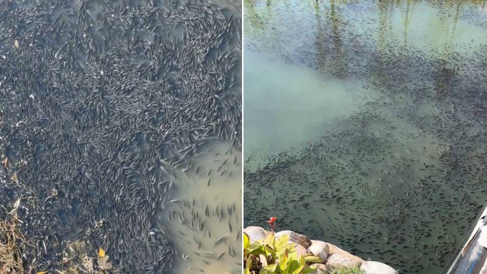溫州河面驚現奇景！成千上萬羅非魚浮水曬太陽 網民熱議：為何無人捕捉？