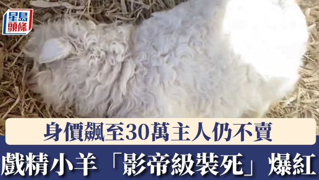 寧夏「影帝級」小羊見大人就裝死！身價暴漲700倍至30萬，主人拒賣原因曝光