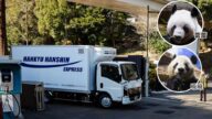 日本熊貓時代落幕！「曉曉」「蕾蕾」啟程返中，半世紀來首次零熊貓
