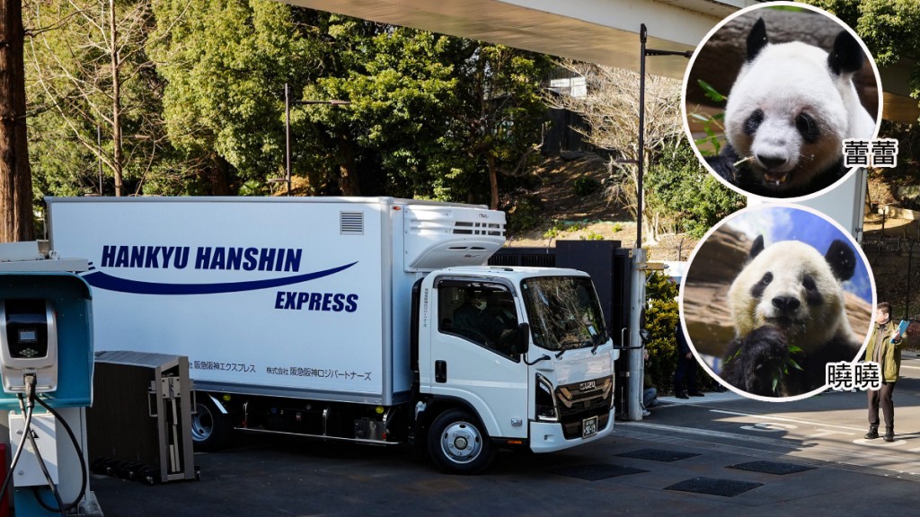 日本熊貓時代落幕！「曉曉」「蕾蕾」啟程返中，半世紀來首次零熊貓