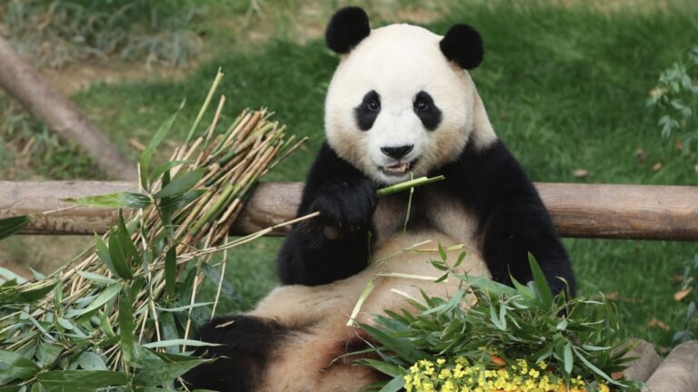 李在明訪華成果豐碩 韓流解凍有望 再盼一對大熊貓