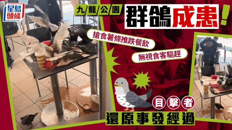 九龍公園鴿群變「惡霸」！無視驅趕搶食薯條 目擊者：場面一度失控