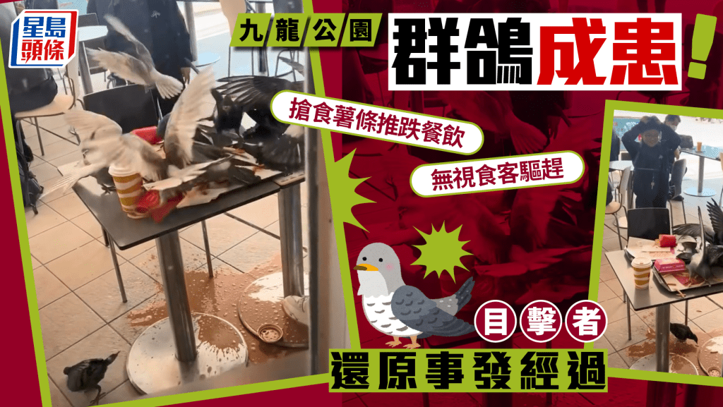 九龍公園鴿群變「惡霸」！無視驅趕搶食薯條 目擊者：場面一度失控