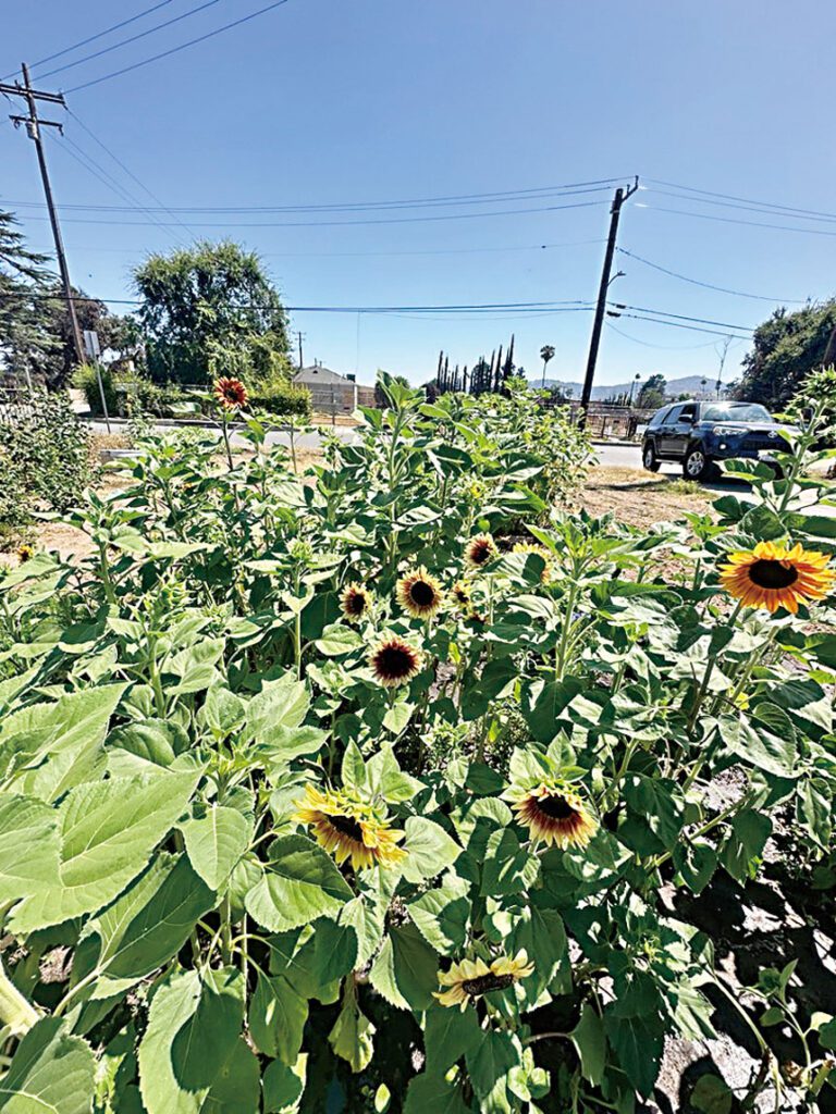 山火傷痛中播下希望   災民廢墟種滿向日葵