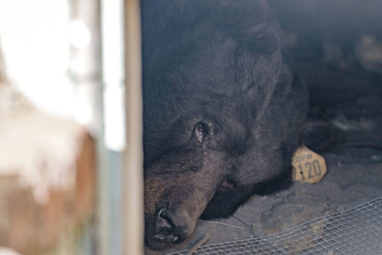 盤踞民宅下六星期  大黑熊終被「逼遷」