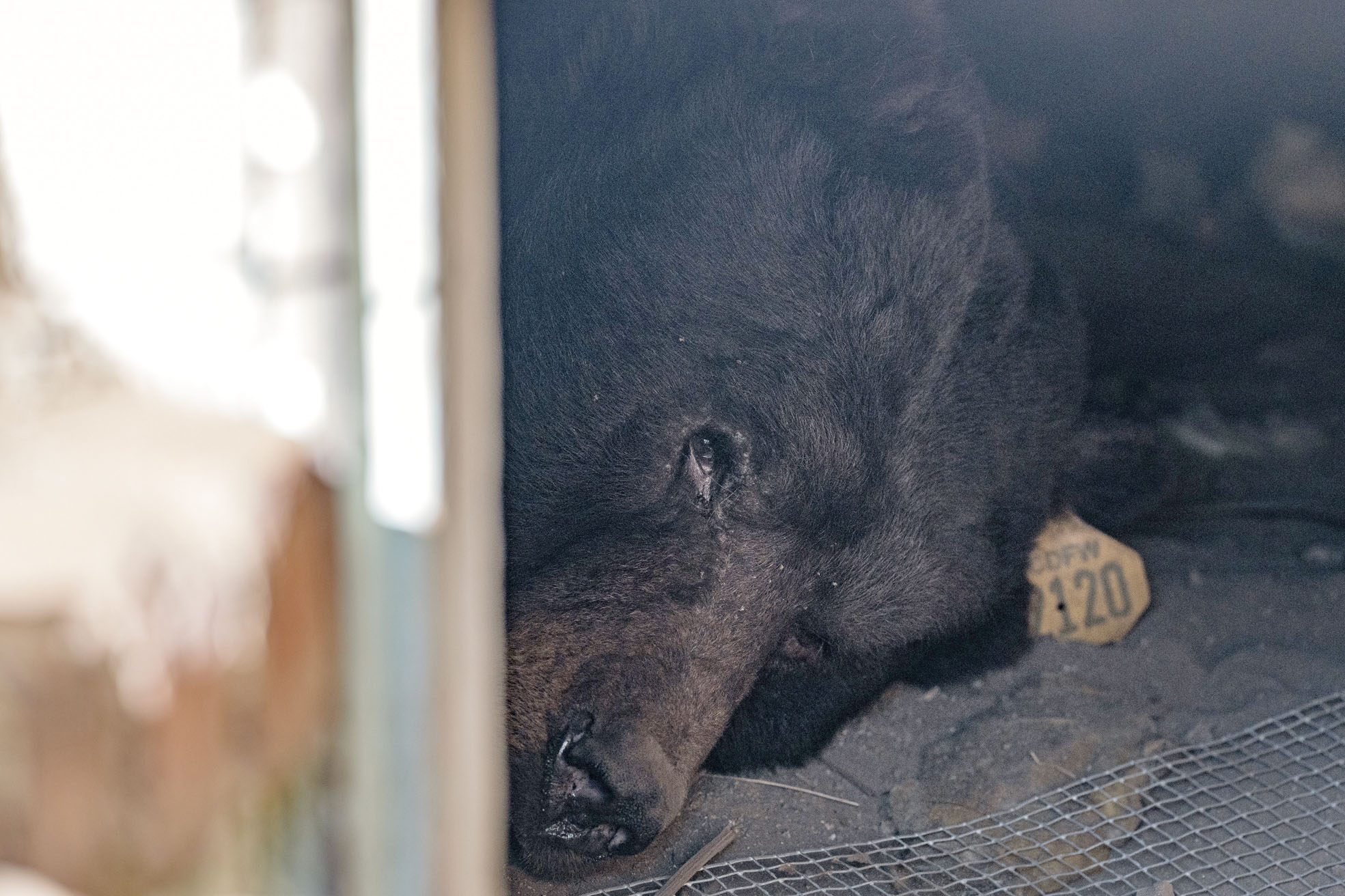 黑熊躺在民宅下的地下空間內。美聯社