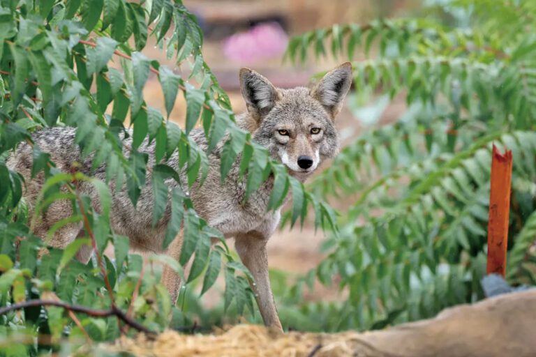 土狼進入交配季期  專家建議提高警覺
